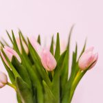 Joyeuse journée internationale des droits des femmes à toutes